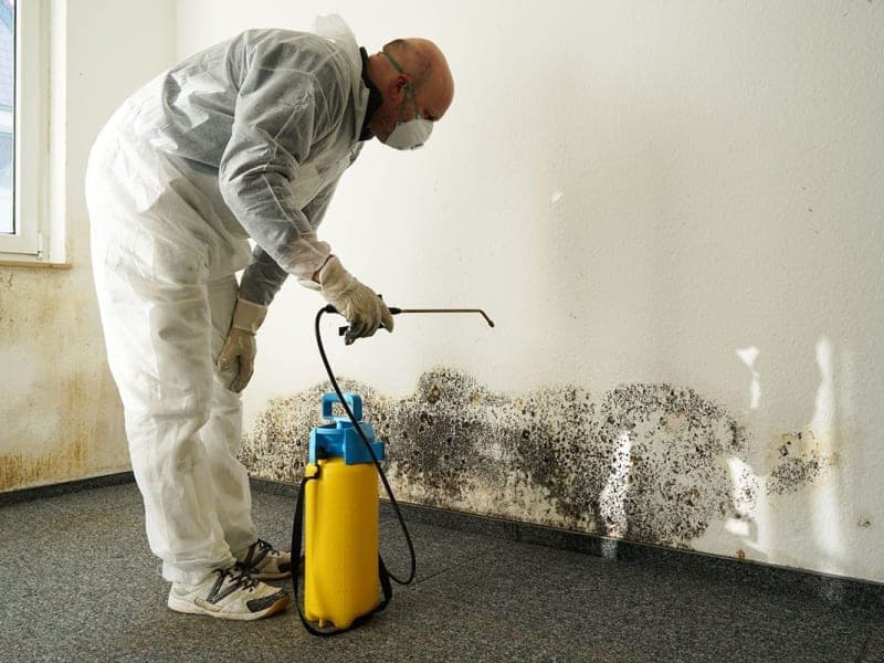 Mold Removal & Remediation Companies