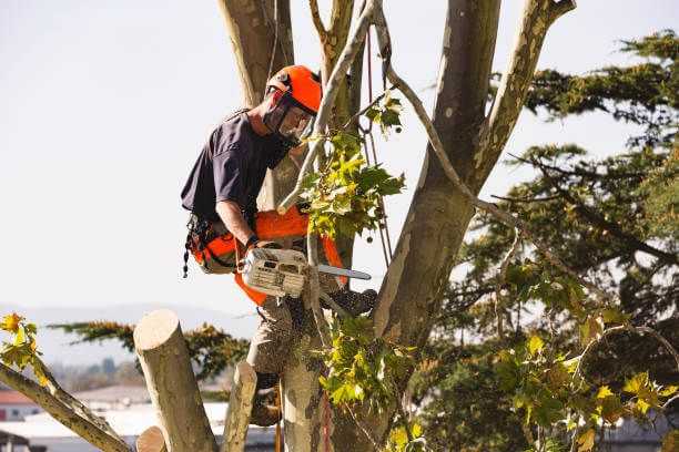 Sacramento Tree Service & Tree Trimming Companies